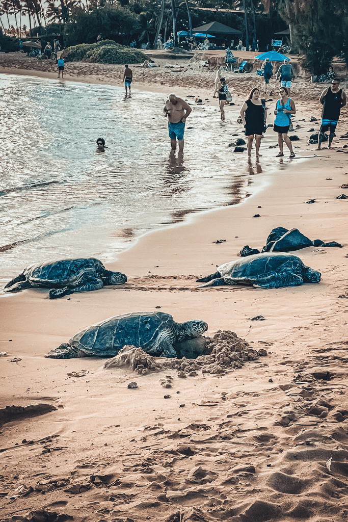 Several sea turtles lie on the shoreline at Poipu Beach while curious beachgoers look on, maintaining a respectful distance from the protected animals.