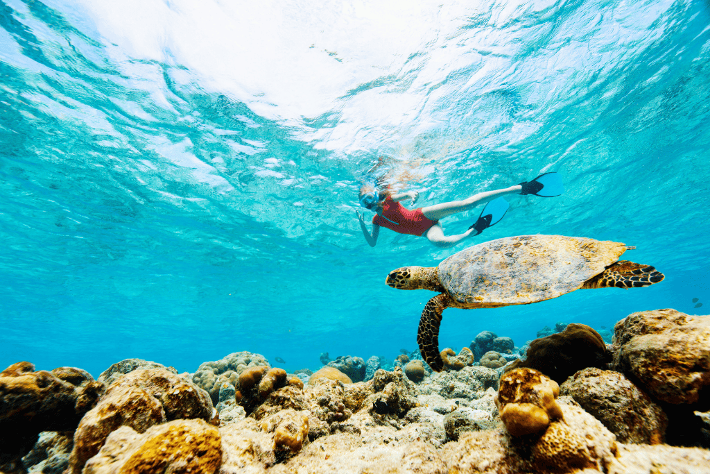 Kate swims just below the surface in clear turquoise water wearing a red swimsuit and snorkel gear, following a sea turtle gliding above a vibrant coral reef in Kauai.