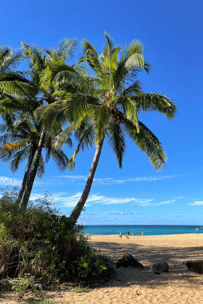 A group of tall palm trees leans over a wide sandy beach, with a few people walking along the shore and the bright blue ocean in the distance.
