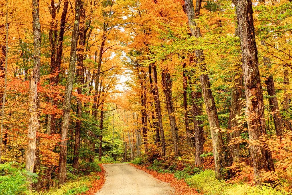 A peaceful dirt road winds through a forest ablaze with autumn colors, as tall trees display vibrant shades of orange, yellow, and red. Fallen leaves line the path, creating a picturesque and serene scene. This forest road is framed by the beauty of fall foliage.