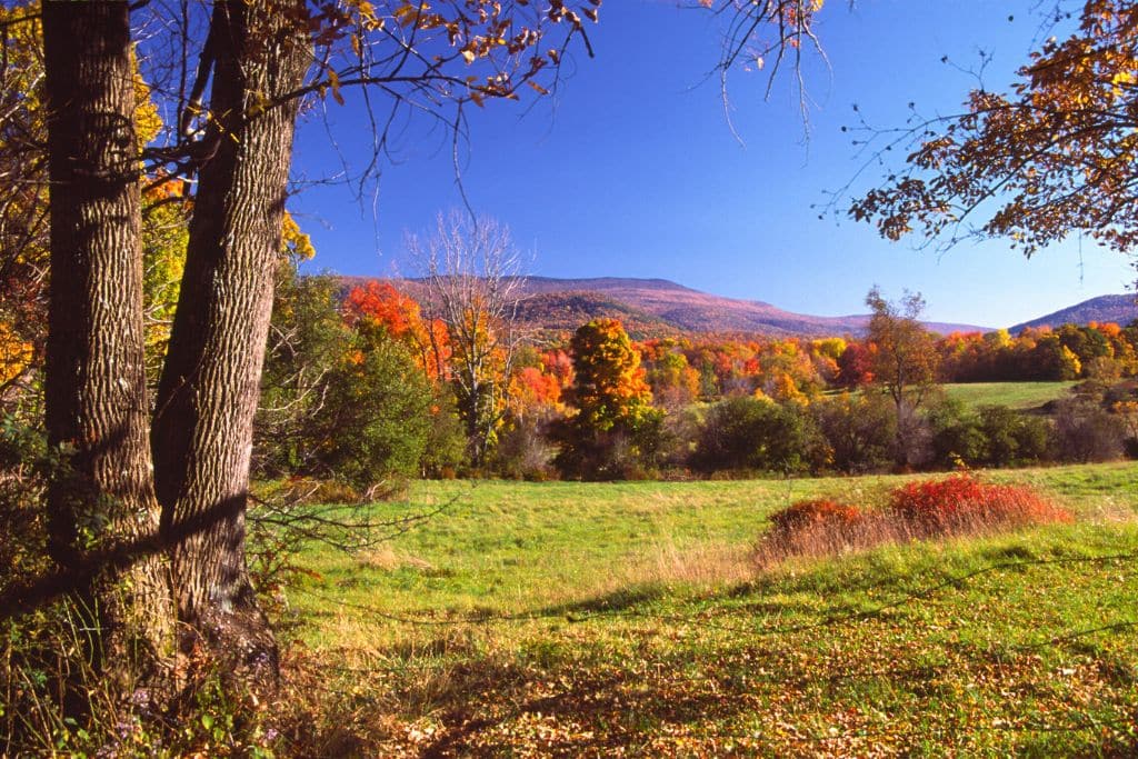 A scenic view of the Berkshire Hills during fall, with vibrant orange, red, and yellow foliage covering the trees in the distance. In the foreground, a grassy meadow stretches toward the hills, framed by large tree trunks and branches. The bright blue sky and colorful landscape capture the beauty of fall vacations in the Berkshires, known for its rolling hills and stunning autumn displays.