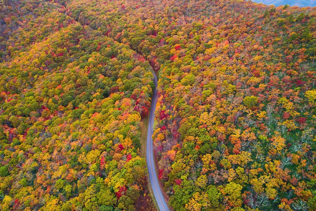 An aerial view of the Blue Ridge Mountains Parkway, a winding road surrounded by a dense forest of vibrant autumn foliage, with trees displaying a mix of green, yellow, orange, and red leaves. The rolling hills are blanketed in fall colors, creating a stunning and colorful landscape.