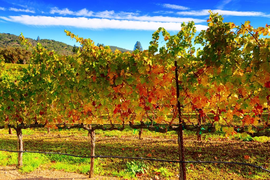 A vibrant vineyard in Napa Valley during fall, with grapevines displaying shades of green, yellow, and orange under a bright blue sky. Rolling hills and distant mountains frame the background, enhancing the beauty of the landscape. This scene captures the essence of fall vacations in Napa Valley, known for its picturesque vineyards and stunning autumn colors.