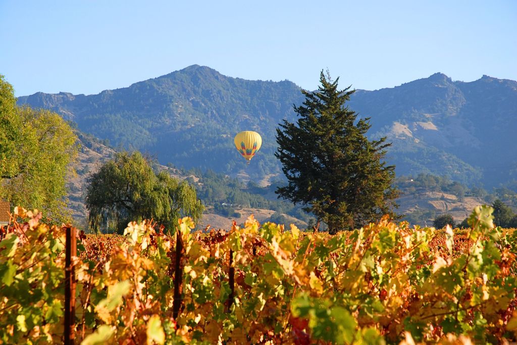 A colorful hot air balloon floats above a vineyard filled with autumn-hued grapevines, set against the backdrop of rugged mountains under a clear blue sky. The scene captures the serene beauty of fall in Napa Valley, where vibrant vineyards and hot air balloon rides are popular attractions during fall vacations in wine country.