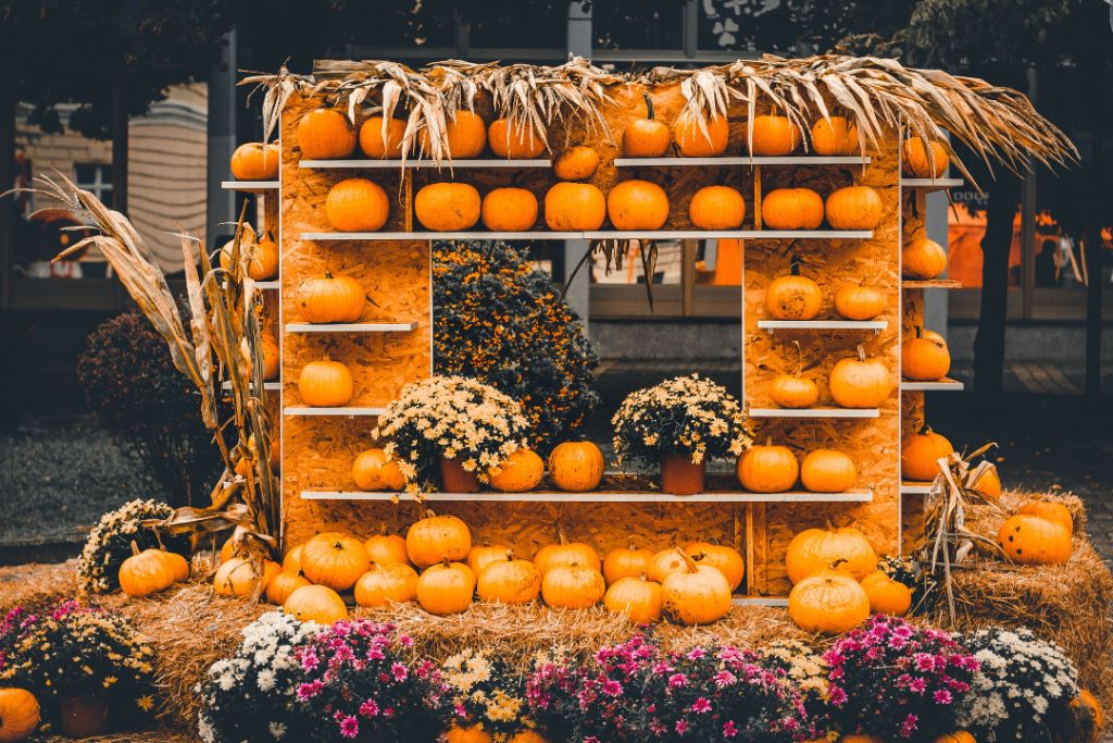 A rustic autumn display featuring pumpkins stacked on wooden shelves with dried cornstalks on either side. The setup is adorned with potted mums in vibrant shades of yellow and purple, placed on hay bales, enhancing the festive fall atmosphere. The scene captures the essence of a fall harvest or pumpkin festival.