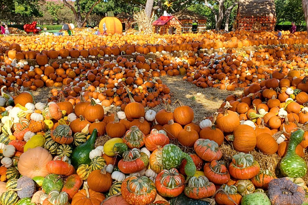 A vibrant pumpkin patch filled with a variety of pumpkins and gourds in different shapes, sizes, and colors, spread across hay-covered ground. In the background, structures made entirely of pumpkins and gourds can be seen, along with a large decorative pumpkin, contributing to the festive fall atmosphere. Trees and shaded areas provide a natural backdrop, enhancing the autumnal setting.