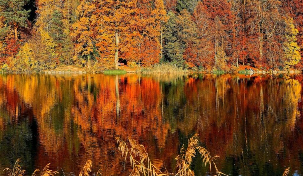 Red and Orange New England fall foliage reflecting in a calm lake, showcasing the vibrant autumn colors. Perfect for a scenic stop on your New England fall road trip.