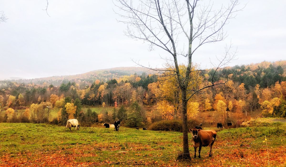 Cows graze in a lush, green pasture during autumn, surrounded by vibrant fall foliage in shades of orange, yellow, and red. A lone tree stands in the foreground, and rolling hills covered with colorful trees stretch into the distance under a cloudy sky. 