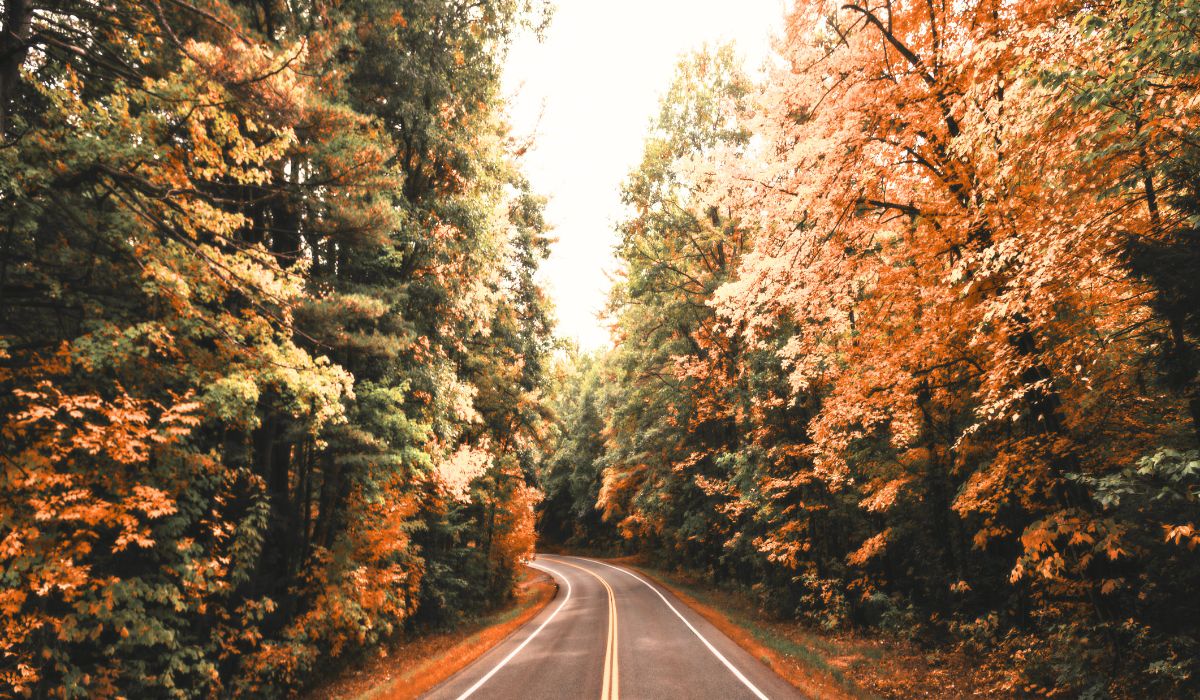 An empty road winding through a forest of trees with vibrant autumn colors, showcasing the beauty of New England fall foliage.