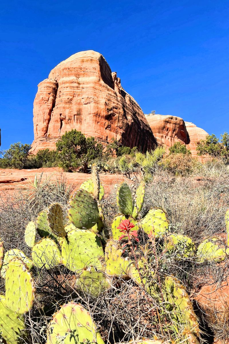 Close-up of prickly pear cactus with a bright red flower in front of the towering red rock formations of Cathedral Rock in Sedona, set against a clear blue sky.