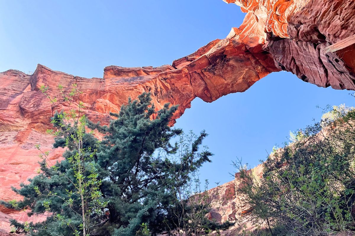 A stunning upward view of Devil's Bridge in Sedona, showcasing the natural rock arch with vibrant red hues against a clear blue sky, framed by lush greenery below.