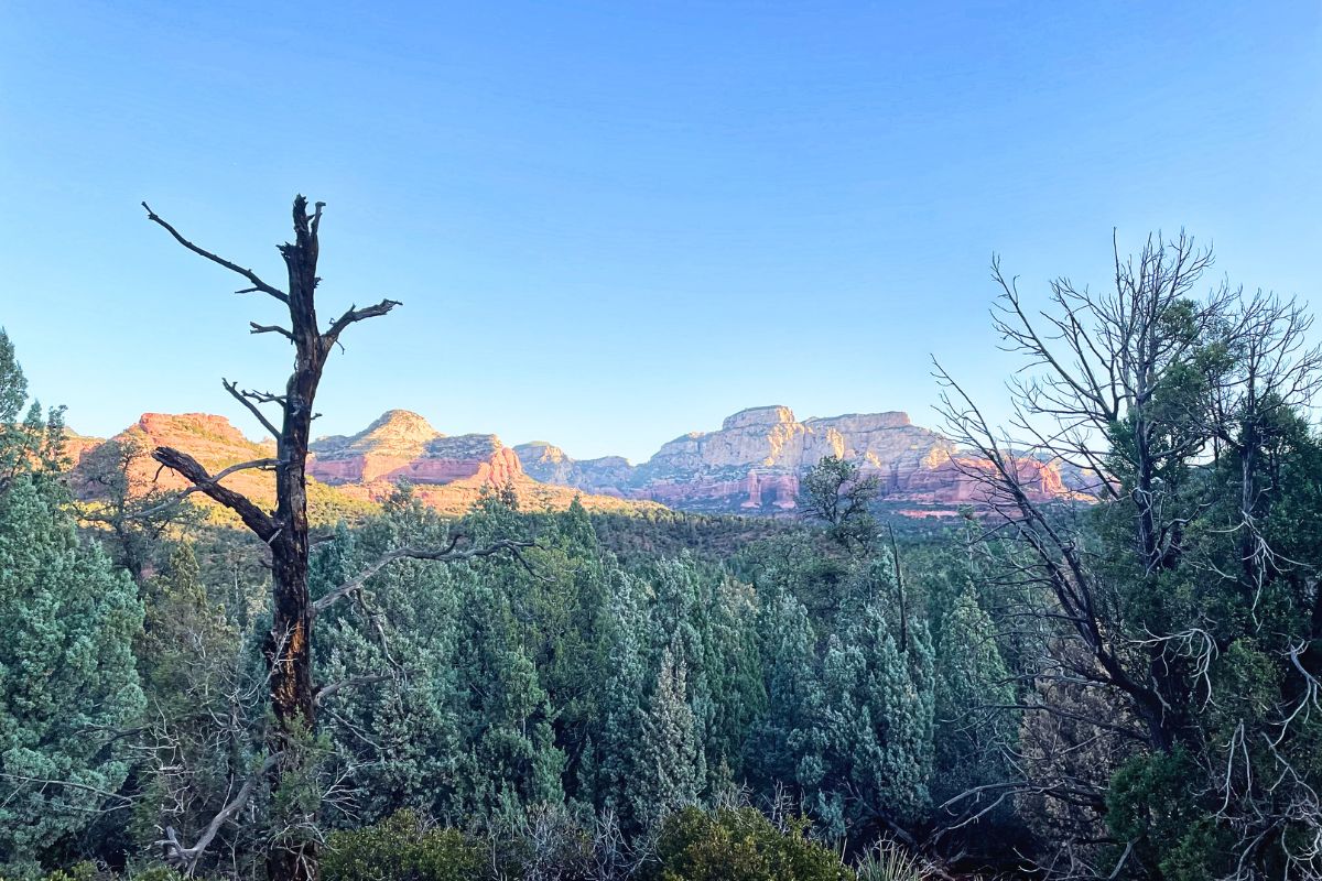 A scenic view of the Sedona landscape from the Devil's Bridge hike, featuring green juniper trees and striking red rock formations under a clear blue sky.