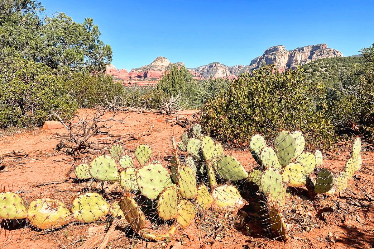 Cacti and desert vegetation along the Devil's Bridge hike in Sedona, Arizona, with the stunning red rock formations visible in the background.