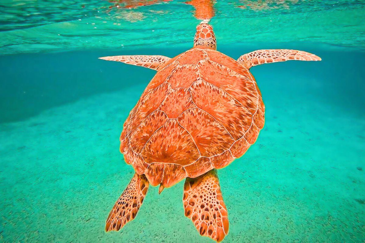 A sea turtle swims gracefully underwater, its patterned shell and flippers highlighted against the clear turquoise water. The turtle is seen from behind, moving towards the surface.