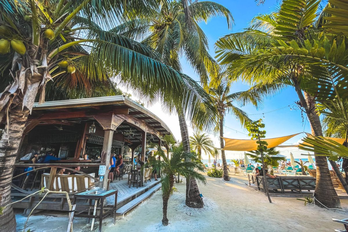 A lively beachfront bar and lounge area at Iguana Reef, surrounded by tall palm trees and shaded seating. People are relaxing and enjoying drinks under the canopy of leaves, with the beach and ocean in the background.