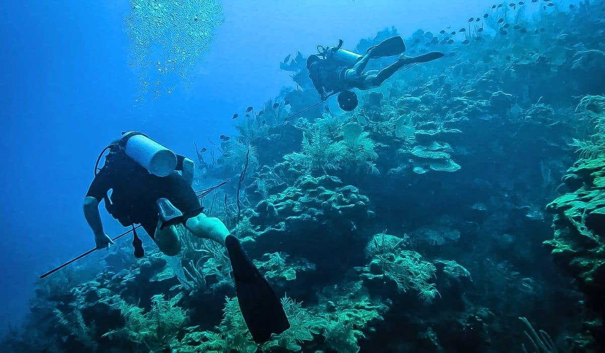 Two divers spear fishing at the Tunnels dive spot in Caye Caulker, Belize. They are exploring the vibrant coral reef, surrounded by various marine life in the clear blue waters.