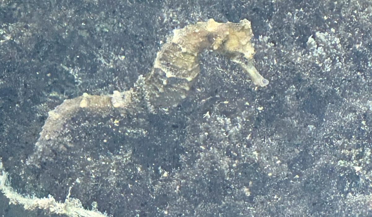 A small seahorse camouflaged against a textured, rocky underwater surface in Caye Caulker, Belize. The seahorse blends well with its surroundings, showcasing its natural ability to hide in plain sight.