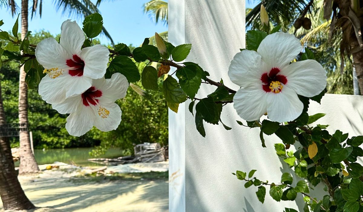 Close-up of white hibiscus flowers with red centers blooming on a green leafy branch in Caye Caulker, Belize. The vibrant flowers stand out against a background of palm trees and a serene outdoor setting.