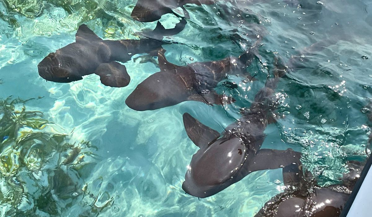 A group of nurse sharks swimming in the clear turquoise waters near Caye Caulker, Belize. The dark brown sharks are visible just below the surface.