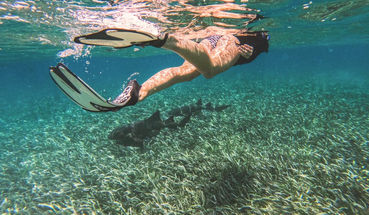 Kate swims in the clear waters of Caye Caulker, Belize, with a nurse shark gliding below among the seagrass. 