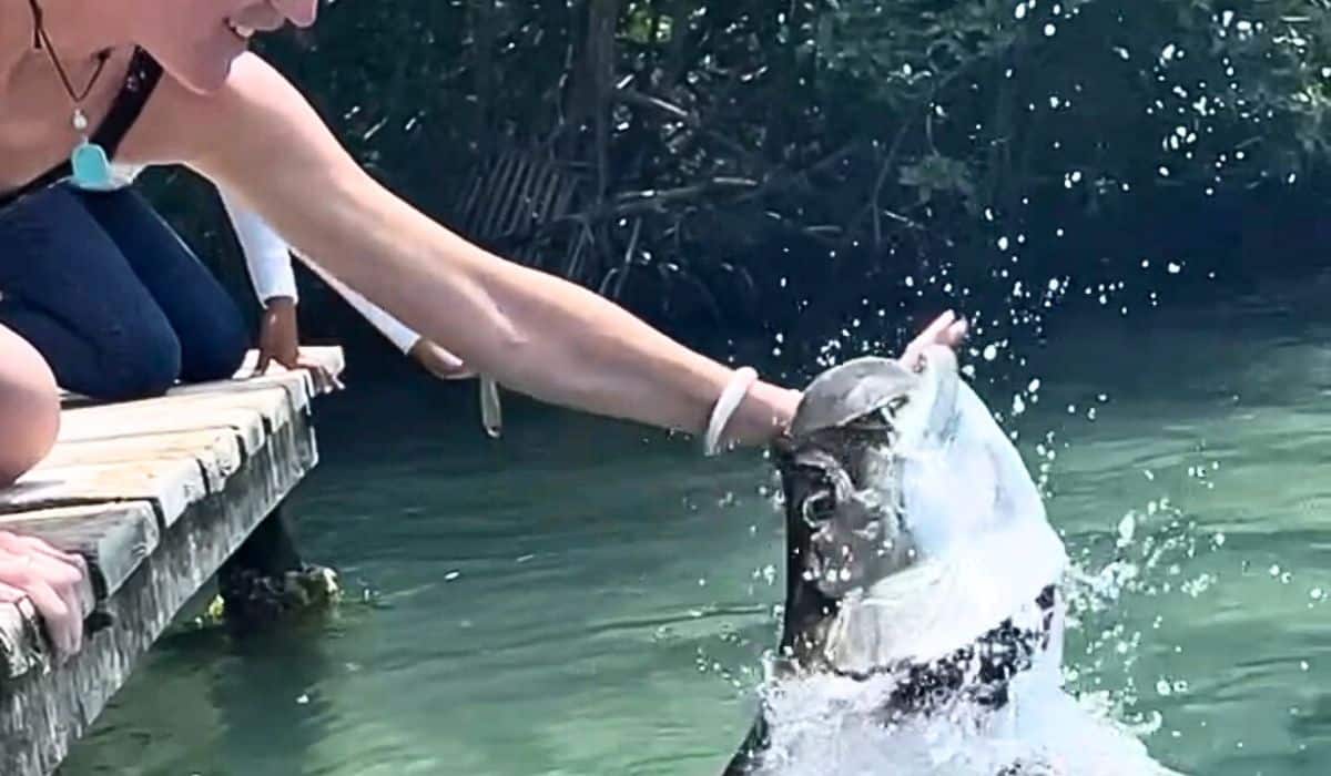 Kate feeding a tarpon that is jumping out of the water near a dock in Caye Caulker, Belize. She is reaching out with her hand, and the tarpon is splashing as it grabs the food.