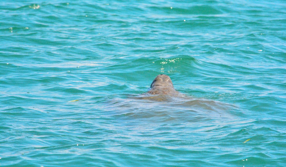 A manatee swimming in the clear, turquoise waters near Caye Caulker, Belize. The gentle creature's back and head are visible above the water as it moves through its natural habitat.