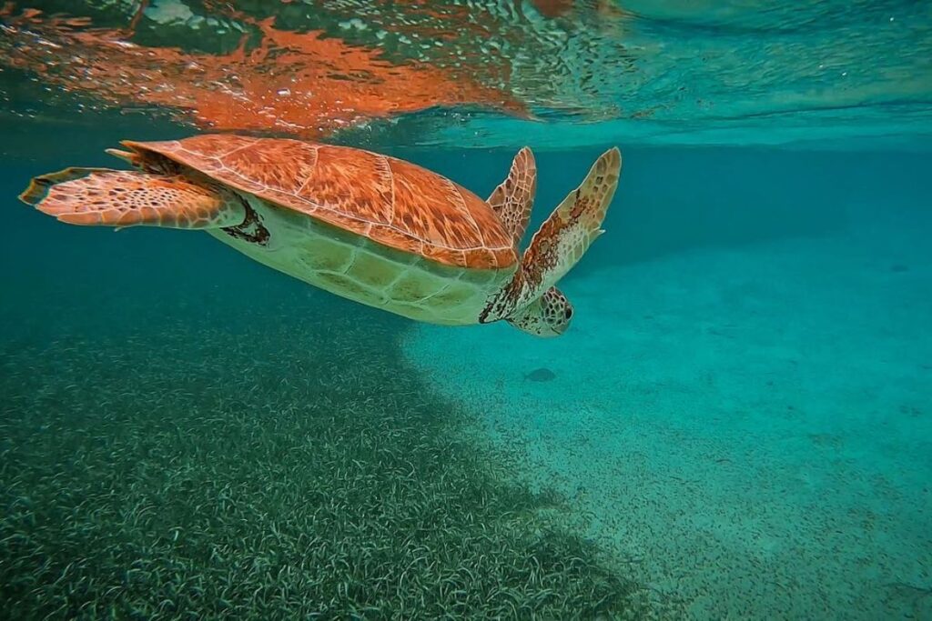 A sea turtle swimming gracefully underwater at Hol Chan Marine Reserve in Belize, with clear blue waters and a seabed of grass.