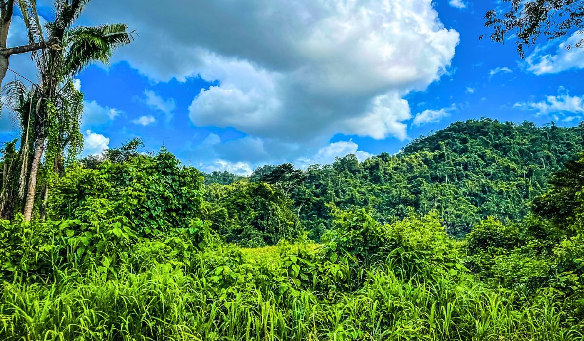 A lush, vibrant jungle scene in Belize, showcasing dense greenery and towering palm trees under a bright blue sky with large, fluffy clouds. The rolling hills in the background are covered with thick forest, illustrating the rich and verdant landscape encountered on the way to San Ignacio.