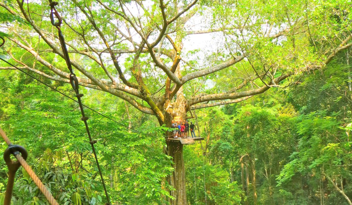 A group of people stands on a wooden platform built around a massive tree high up in a dense, green jungle canopy. They appear to be preparing for or taking part in a zipline or canopy tour, with safety harnesses and ropes visible. The scene is filled with vibrant green foliage.