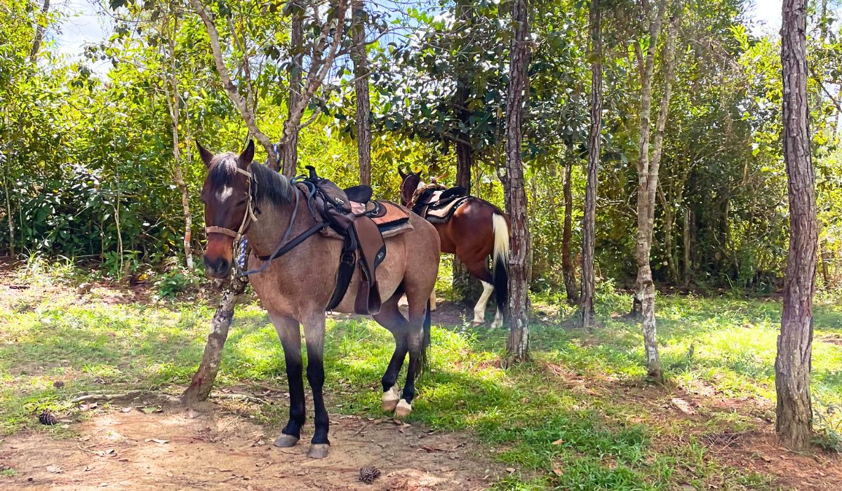 Two saddled horses stand among trees in a shaded area of a lush, green forest. One horse faces the camera, while the other is slightly turned away, with its head lowered as if grazing.