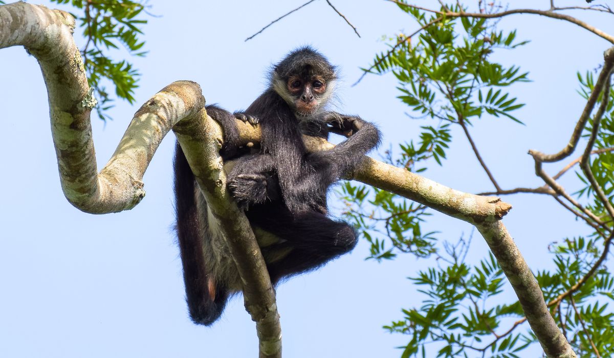 The image shows a spider monkey perched on a tree branch, gazing directly at the camera. The monkey's dark fur contrasts with the lighter tones of the branch and the blue sky in the background. Surrounding green leaves add a natural frame to this scene. This close-up of wildlife is a reminder of the rich biodiversity that travelers might encounter in the jungles of Tikal.