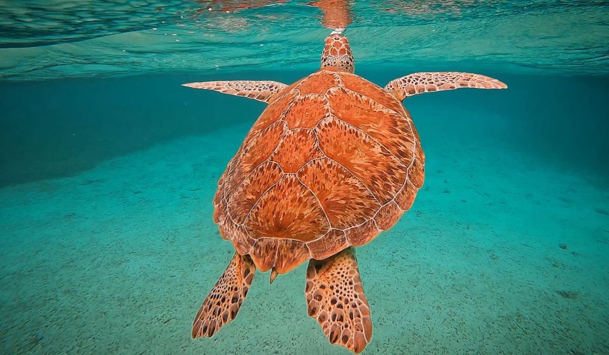 An underwater view of a sea turtle swimming gracefully in the clear waters of Belize. The turtle's detailed shell and flippers are prominently displayed as it glides through the turquoise sea.