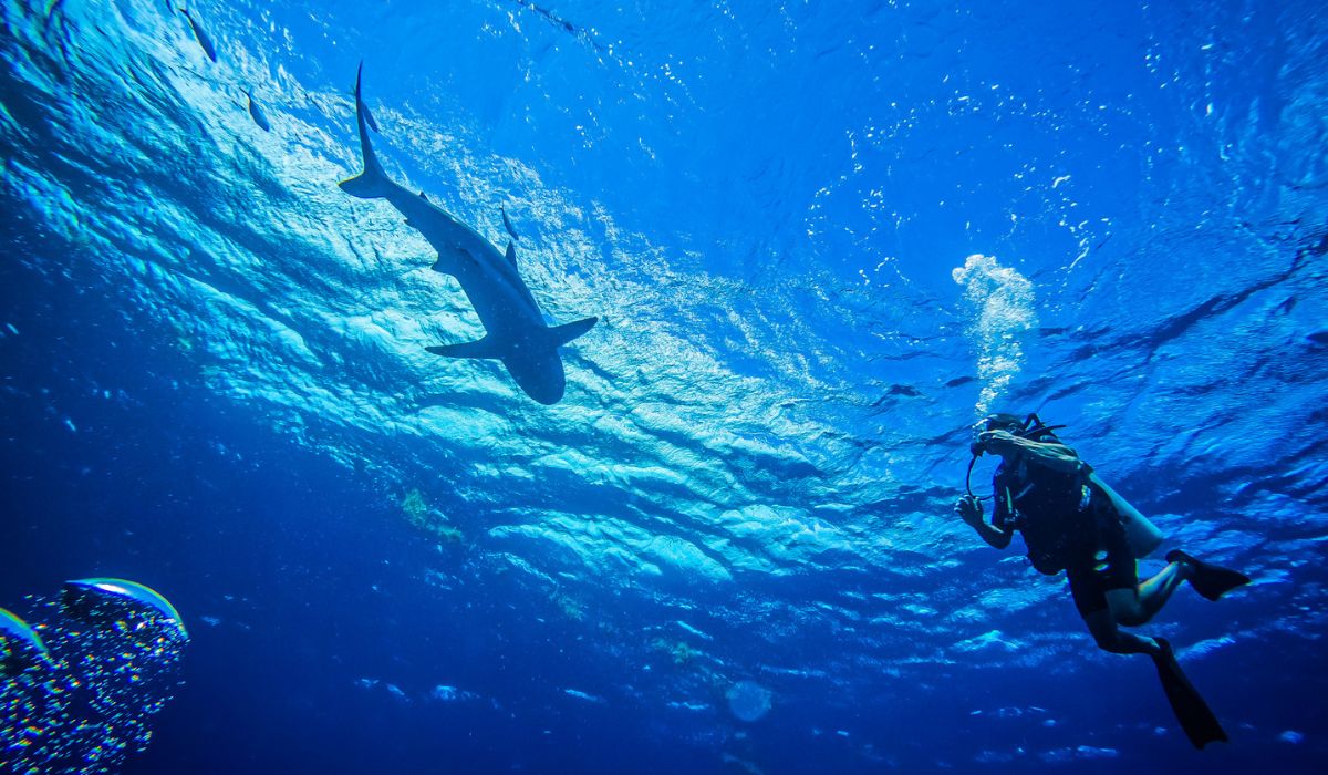 A scuba diver swims beneath the surface of the deep blue ocean in Belize, with a large shark gliding gracefully overhead. The underwater scene, rich in marine life, emphasizes the thrilling and unique diving experiences that make Belize worth visiting.