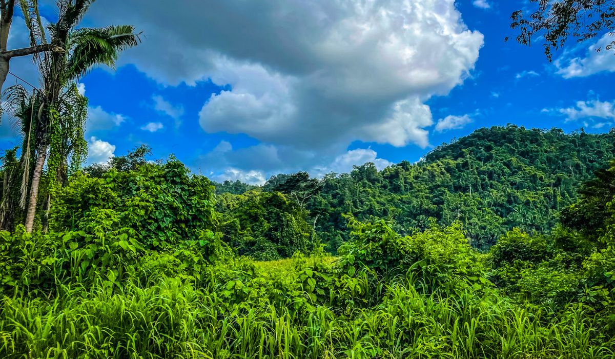 A lush, green jungle landscape in Belize, with dense vegetation and rolling hills under a vibrant blue sky with scattered clouds. 