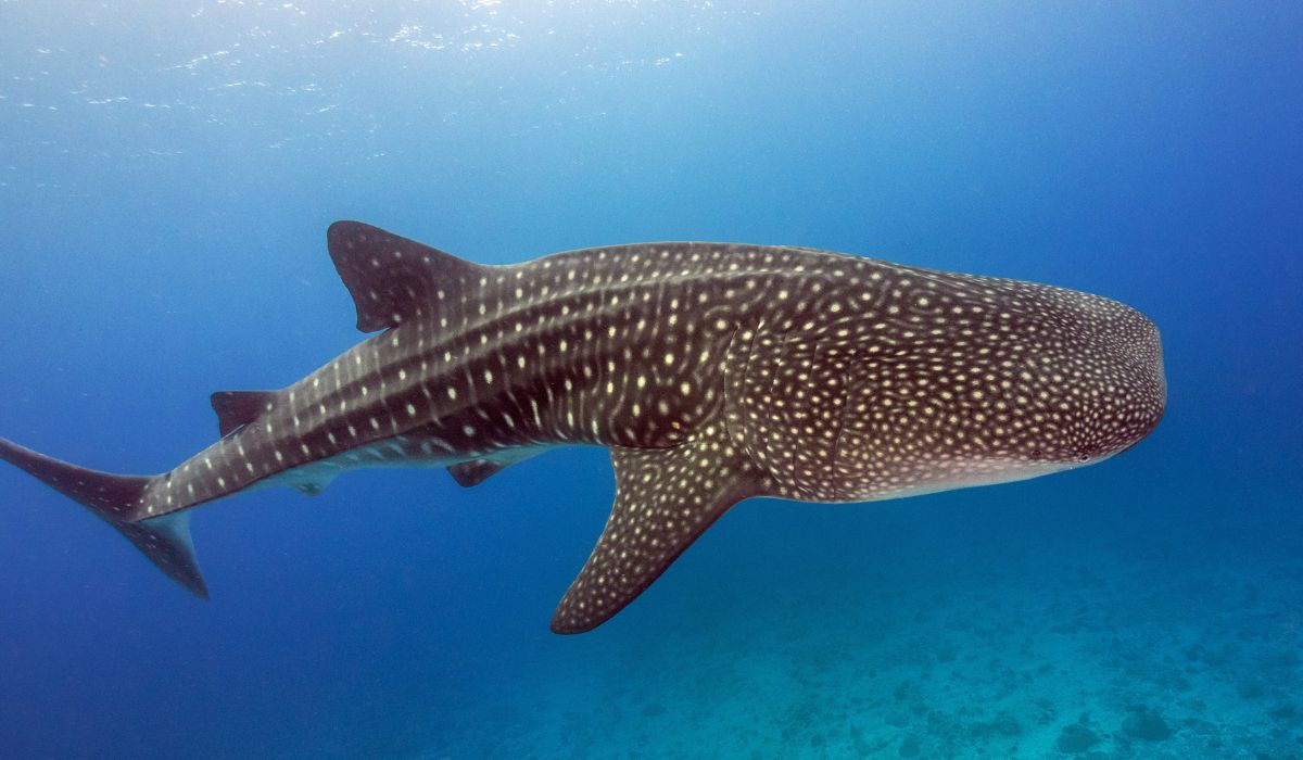 A whale shark swimming gracefully in the clear blue waters of Belize, showcasing its distinctive spotted pattern along its massive body. The vibrant marine life around Belize makes it a prime destination for underwater adventures.