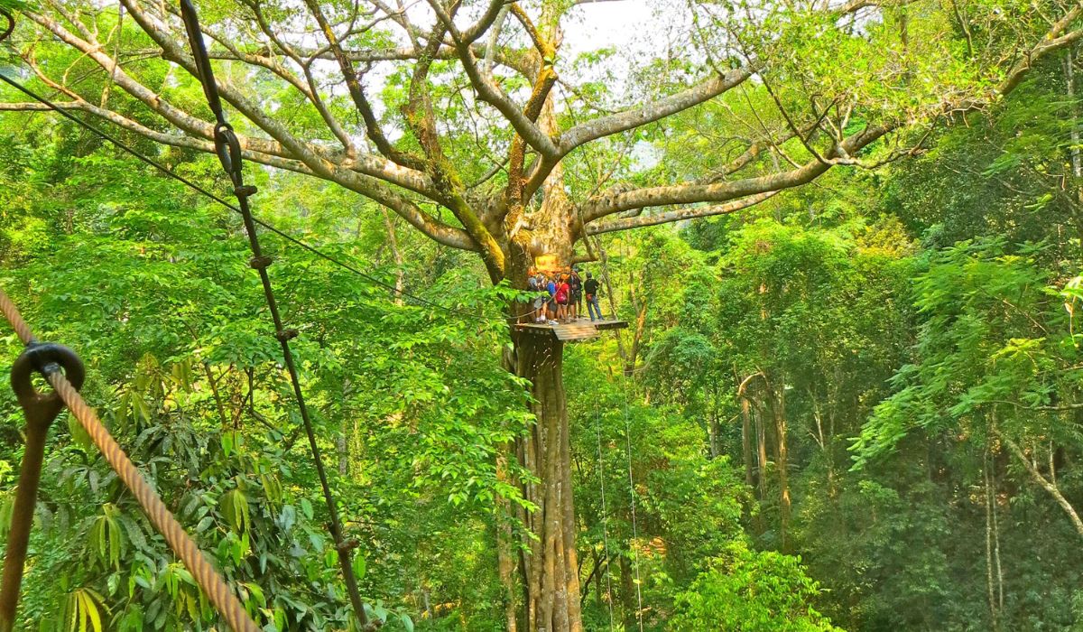 The image shows a group of people standing on a platform high up in a large tree, surrounded by dense, vibrant greenery. They are preparing to go ziplining.