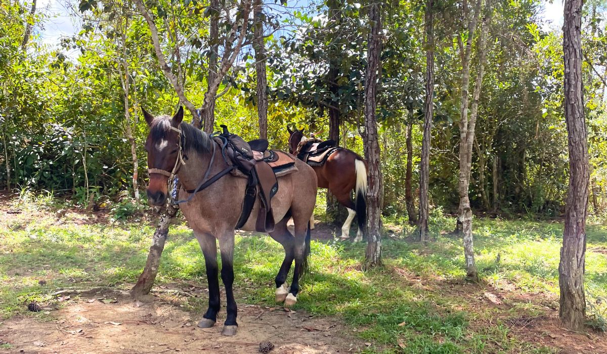 The image shows two saddled horses standing in a shaded, forested jungle area, ready for an adventure. This scene highlights the popular activity of horseback riding in San Ignacio