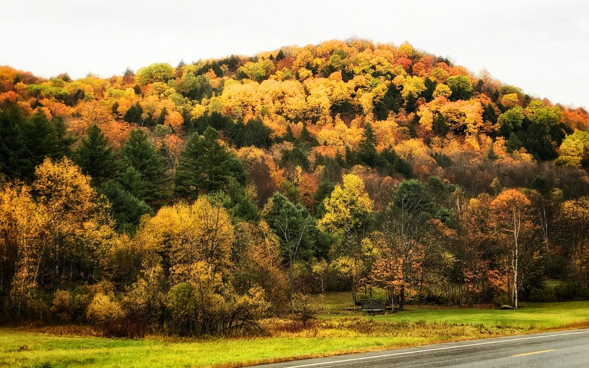 Vibrant hillside covered in colorful autumn foliage, with shades of orange, yellow, and green trees in New England during peak fall season.