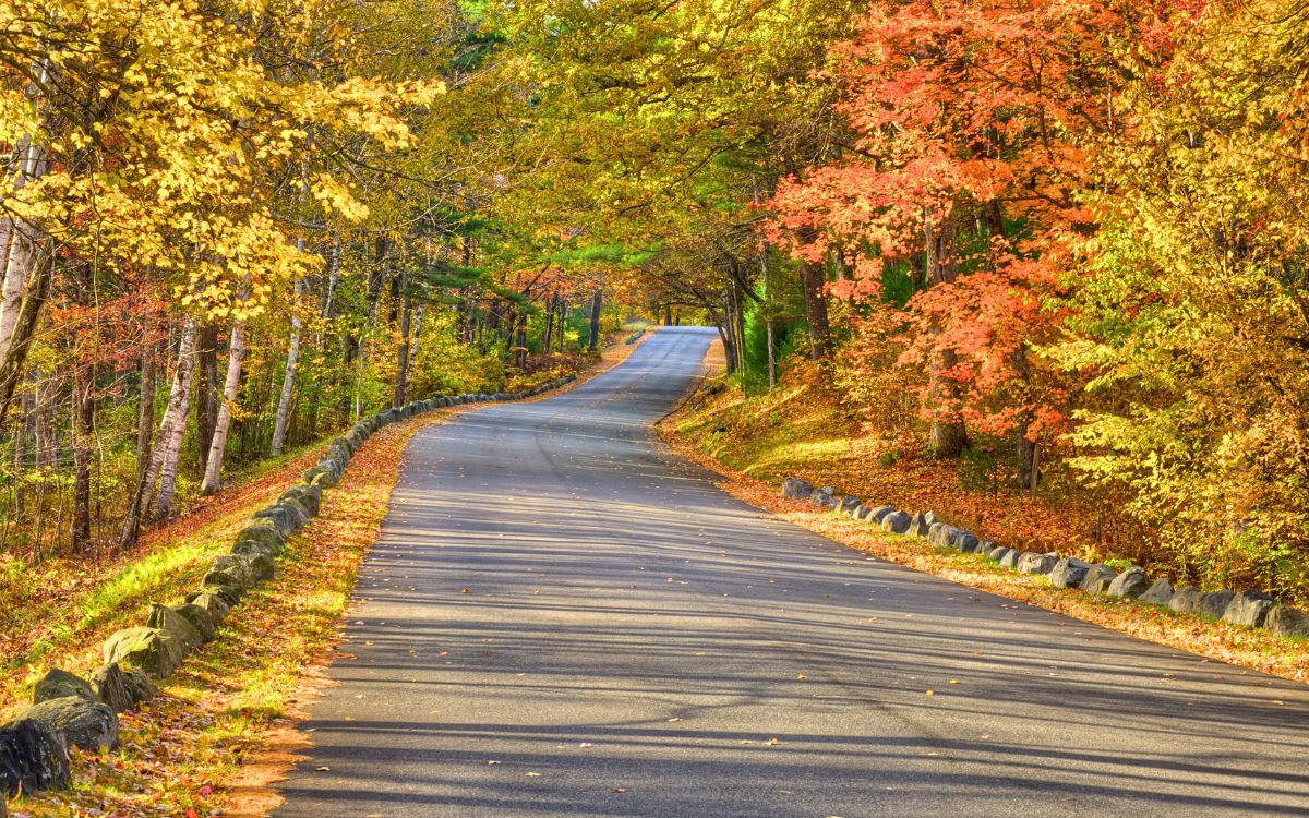 Winding road surrounded by vibrant fall foliage in New England, showcasing golden and orange leaves during peak autumn colors.