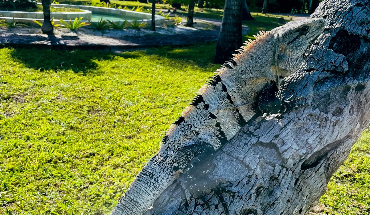 A large iguana basks in the sun while climbing a tree in San Pedro, Belize. Its textured skin and sharp spines are highlighted against the green grass and shaded area, showcasing the island's diverse wildlife.