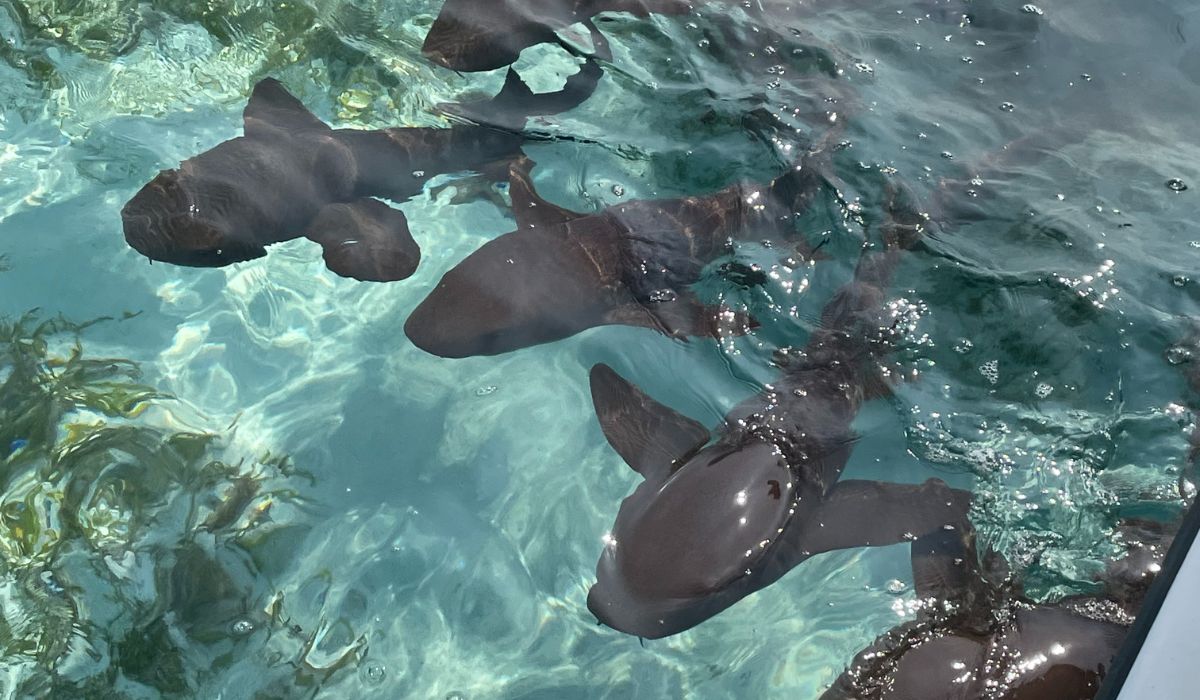 A close-up view of nurse sharks swimming in the clear waters of Shark Ray Alley in San Pedro, Belize. This popular snorkeling destination offers an exciting opportunity to observe these gentle creatures up close.