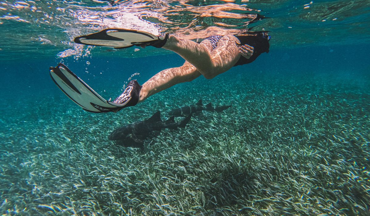 Kate swims just above the seagrass at Shark Ray Alley in Belize, with a nurse shark gliding below her. The clear blue water showcases the vibrant marine life in this popular snorkeling spot.