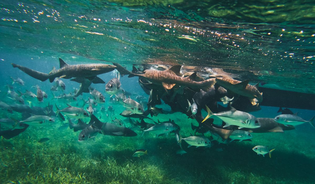 Underwater view at Shark Ray Alley in Belize, where a large group of nurse sharks and fish gather near the surface around a boat. The clear water reveals the vibrant marine life and seagrass below.