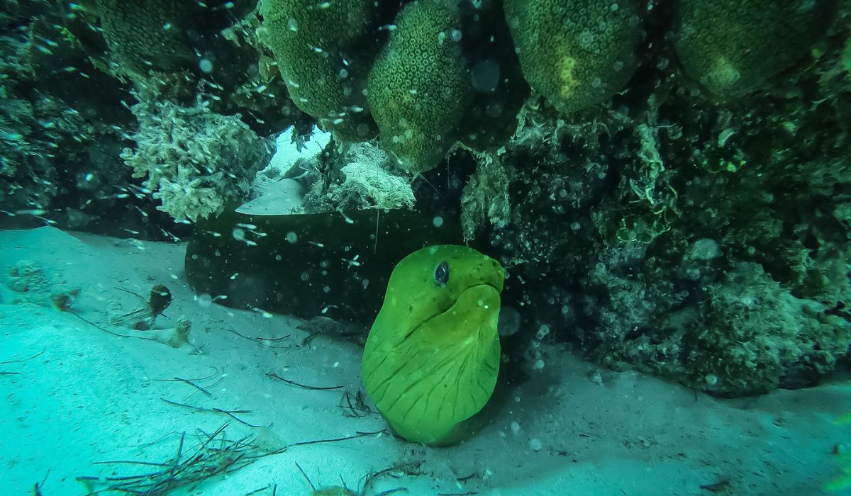 A green moray eel peeks out from a crevice in a coral reef in the waters at Hol Chan. The eel's vibrant color contrasts with the surrounding corals and the sandy ocean floor, as small particles float in the water.