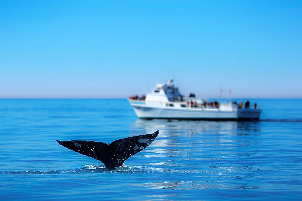 A whale's tail emerges from the water during a whale watching tour, with a boat full of spectators in the background. The calm ocean and clear blue sky create a serene setting for this wildlife encounter.