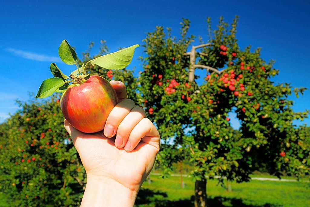 A hand reaches up to pick a ripe red apple from a tree, surrounded by green leaves on a sunny day. The apple tree is full of fruit, capturing the essence of an autumn apple-picking experience.