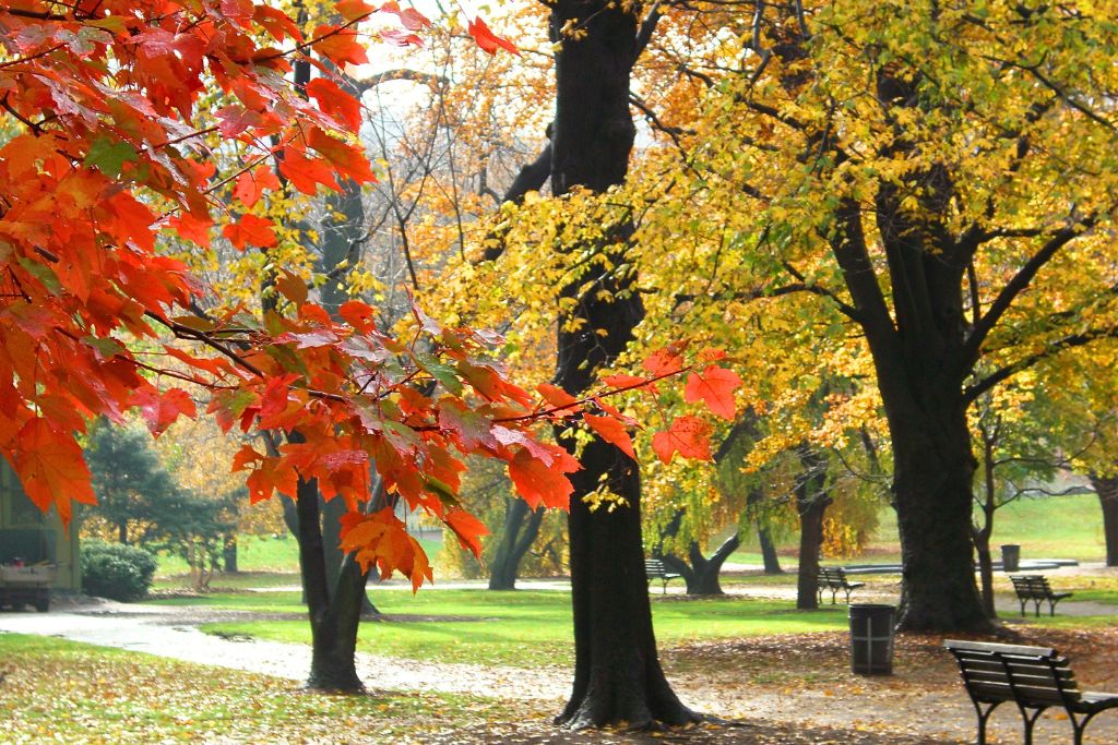 Autumn scene in Boston Common, featuring vibrant red and orange leaves on a tree branch in the foreground, with golden foliage and park benches scattered under large trees in the background. The peaceful park setting showcases the beauty of fall in the city.