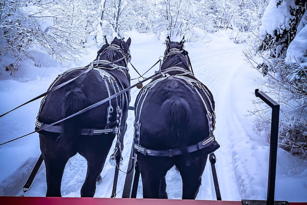 The view from a horse-drawn sleigh ride, with two black horses leading the way through a snow-covered trail surrounded by frosty trees. The peaceful, wintry landscape creates a serene and magical atmosphere. Taking a sleigh ride is one of the quintessential things to do in Leavenworth in winter.