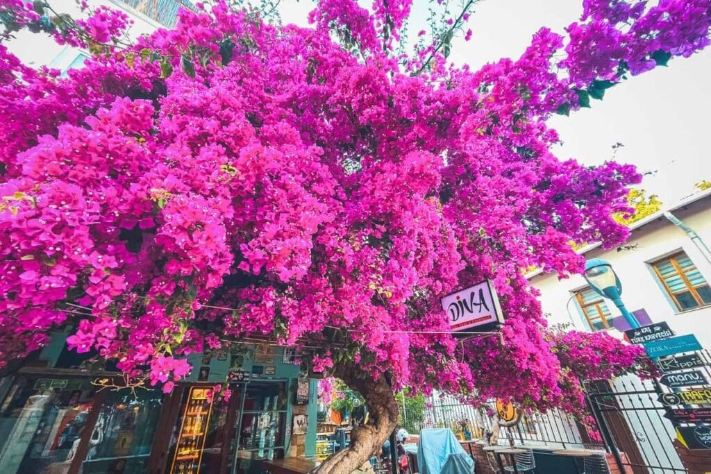 A vibrant bougainvillea tree with cascading pink blossoms dominates the scene outside a quaint café or shop with a sign reading 'Diva.' The colorful storefront is surrounded by additional signage and buildings, creating a lively and charming atmosphere.