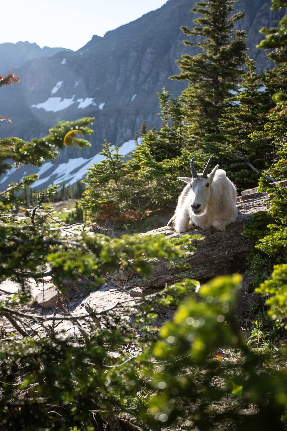 This image shows a mountain goat resting on a rocky slope surrounded by evergreen trees in Glacier National Park. The sun casts a warm glow, highlighting the goat’s white fur and the lush greenery around it. Snow-dusted peaks rise in the background, adding to the serene and wild alpine setting.